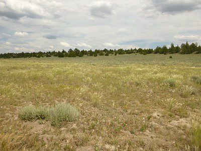 Dry grassland with sparse shrub cover adjacent to a pinyon-juniper woodland.