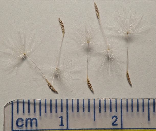 Five individual annual agoseris seeds with open pappi attached.