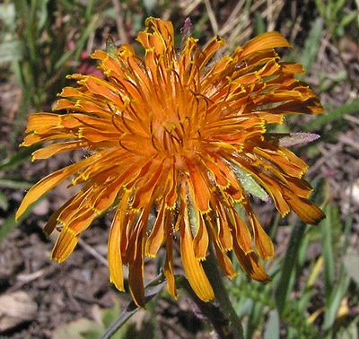 Close up of orange agoseris flower head with fringed ligule flowers. Outer ligule florets are longer than the inner.