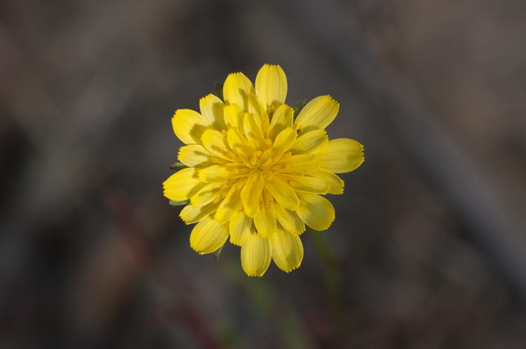 Yellow flower head with many radiating ligule flowers of increasing size from center to edge.
