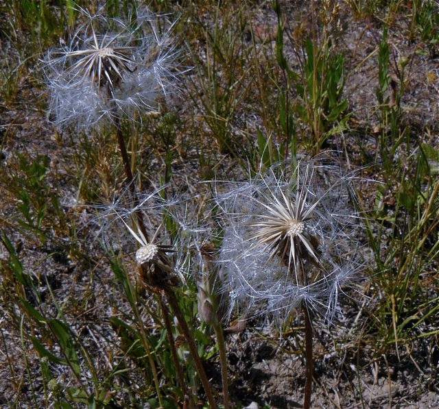 Orange agoseris open seed heads beginning to shed ripe seed. Individual seeds have open pappi, similar to a dandelion but larger.