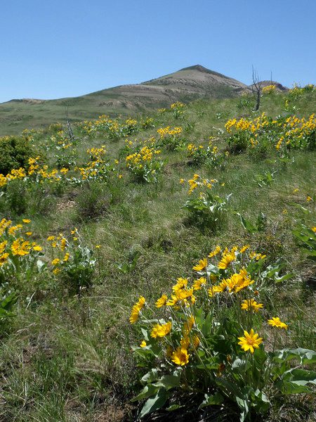 A grassy hillslope with an abundance of blooming arrowleaf balsamroot plants.