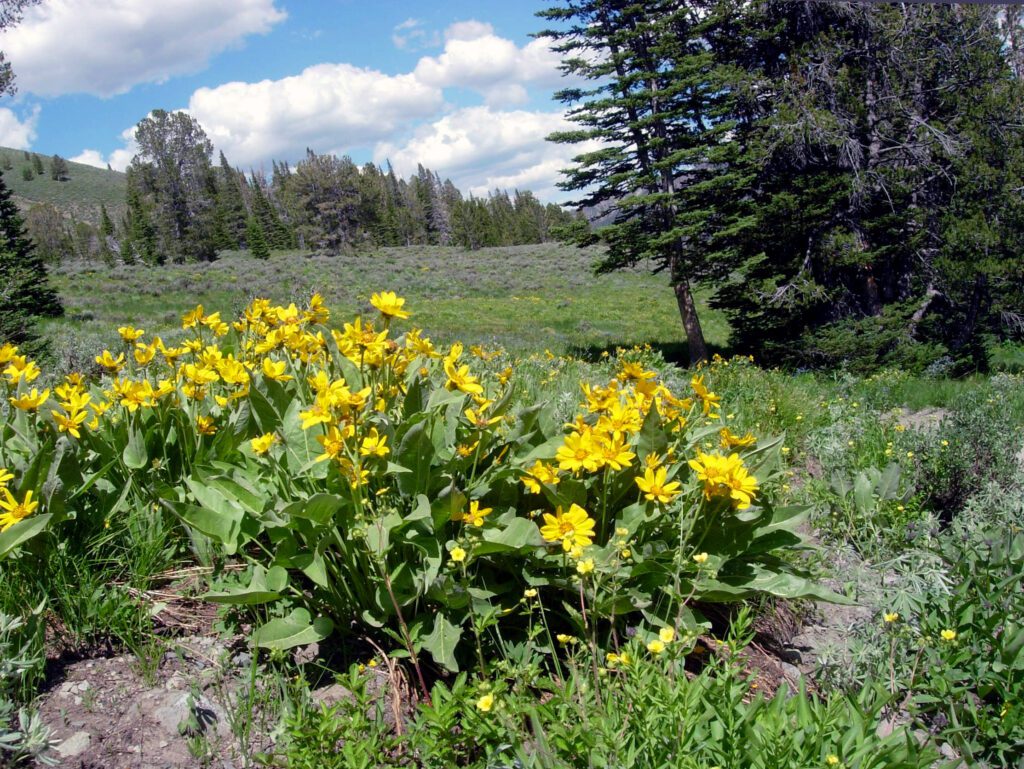 Meadow in an forest opening with many arrowleaf balsamroot plants. 