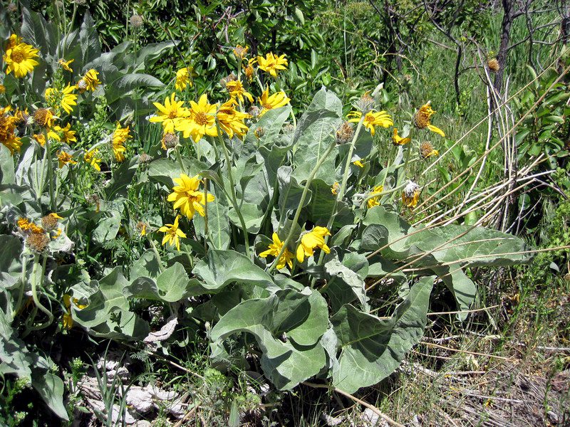 Single arrowleaf balsamroot plant with large basal leaves and many flowers solitary at the ends of ascending stems.