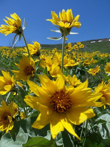 Single arrowleaf balsamroot plant with large basal leaves and many flowers solitary at the ends of ascending stems.