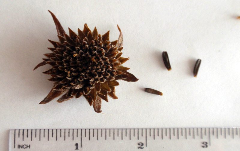 Arrowleaf balsamroot seed head a little over an inch in diameter, appears stiff and spiky. Three seeds less than 0.5 inch long and narrow.