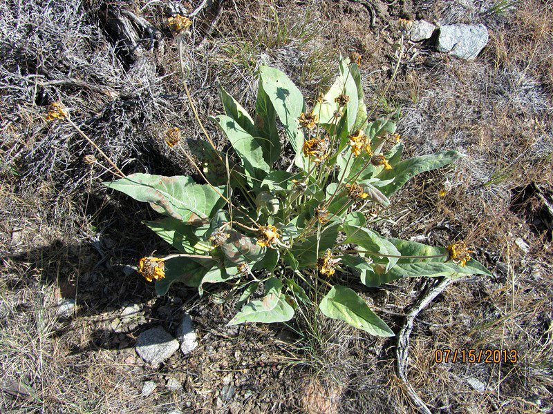 An arrowleaf balsamroot plant starting to senesce. Flower heads with withered and dried petals.