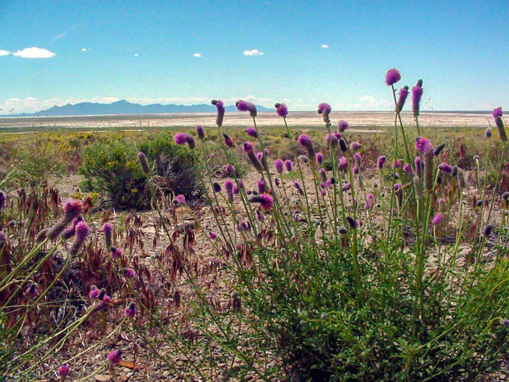 Several Searls' prairie clover plants growing in sandy soil with a mix of grasses and shrubs.