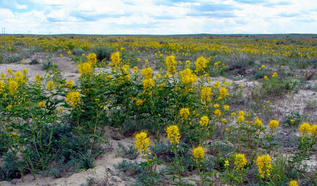 A large population of yellow bee-plant growing in typical open, disturbed habitat.