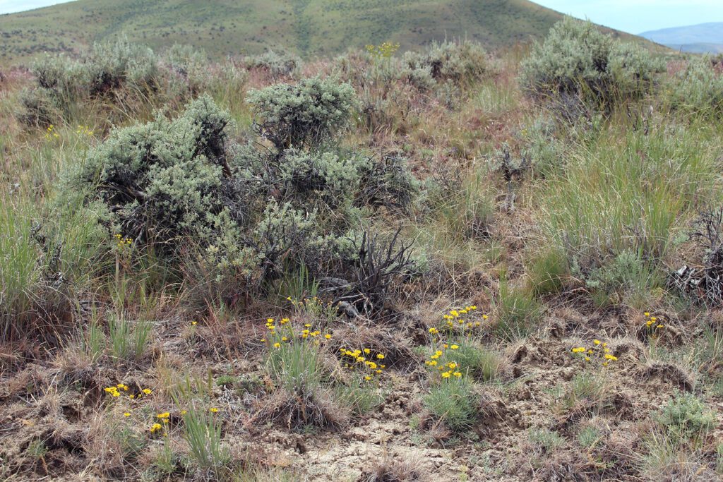 Desert yellow fleabane plants growing with bunchgrasses and big sagebrush.