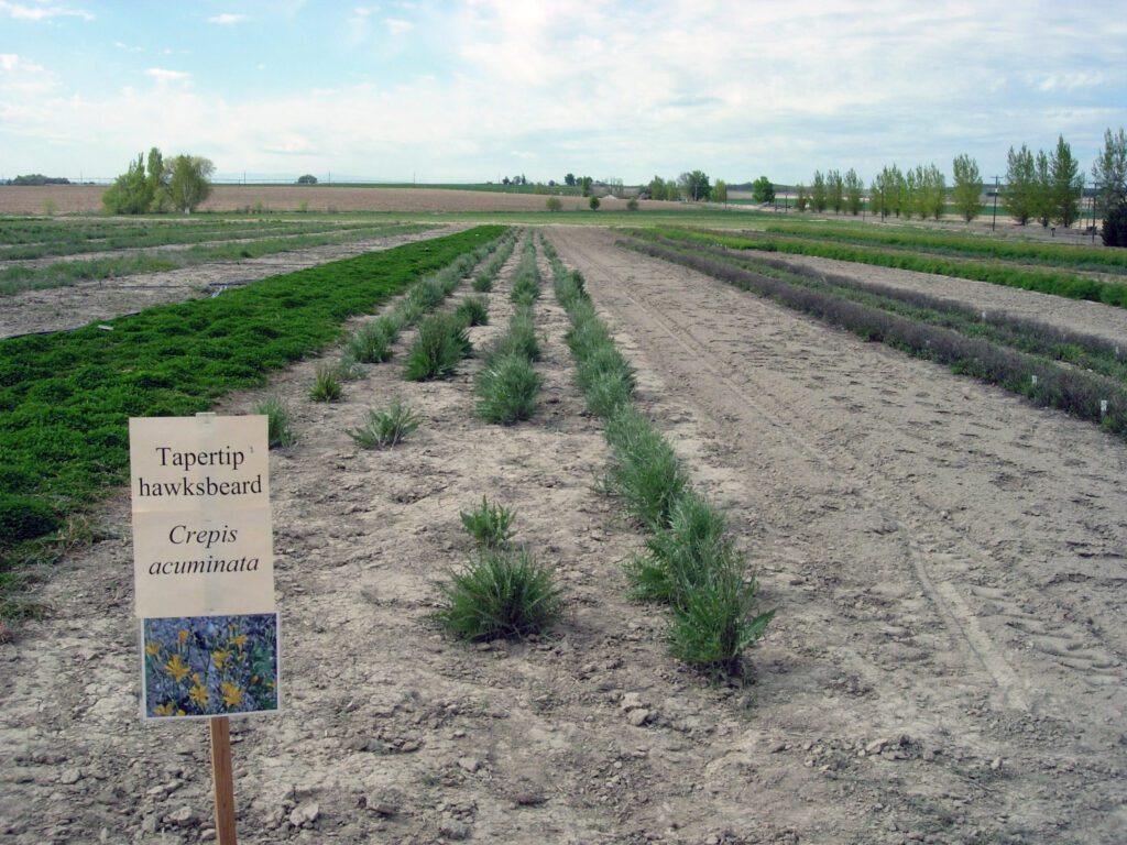 Tapertip hawksbeard plants growing in rows. Rows are not completely full. Plants are large, not flowering.