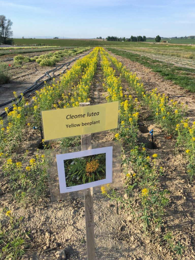 Yellow bee-plant irrigation trial at the Oregon State University Malheur Experiment Station, Ontario, Oregon.