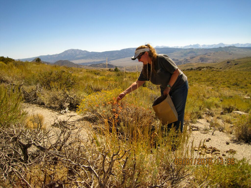 A woman hand stripping seed from variety nevadense plant in a shrubland in California.