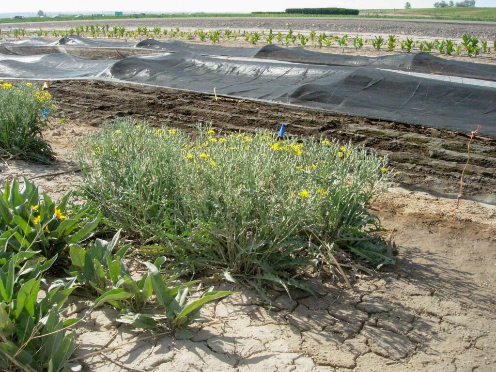 A bunch of limestone hawksbeard plants growing in a wide row, behind this row is a newly cultivated row, followed by a row covered with black netting.