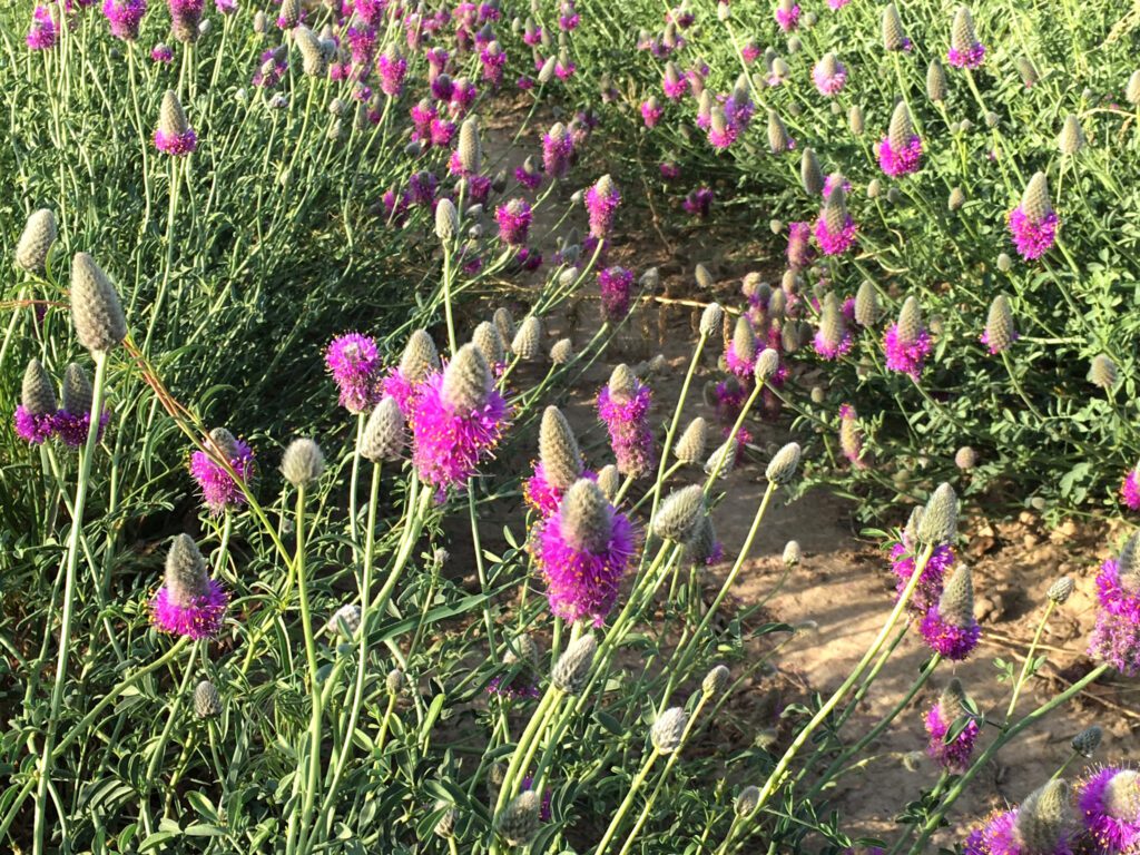 Closeup of Blue Mountain prairie clover growing in crop setting. Just starting to flower, tiny flowers at the base of the inflorescence.
