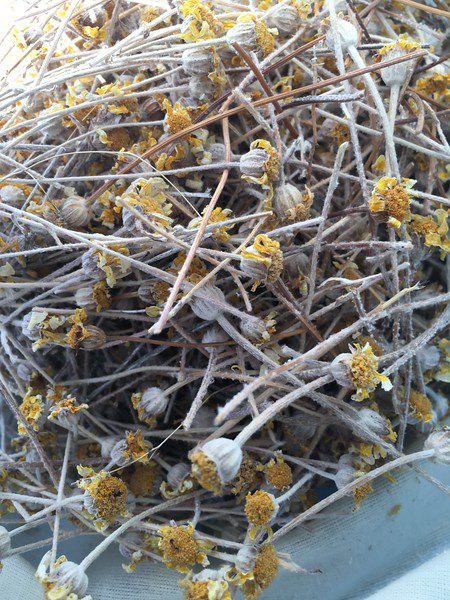 Pile of hundreds of clipped common woolly sunflower stems with dry flowerheads.