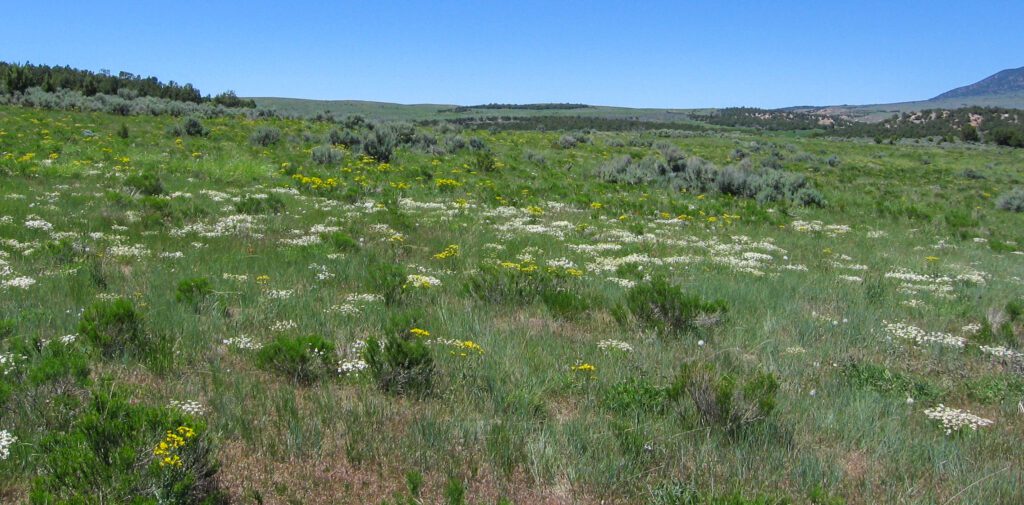 Scattered limestone hawksbeard growing with white flowering forbs, grasses, and big sagebrush in Utah.