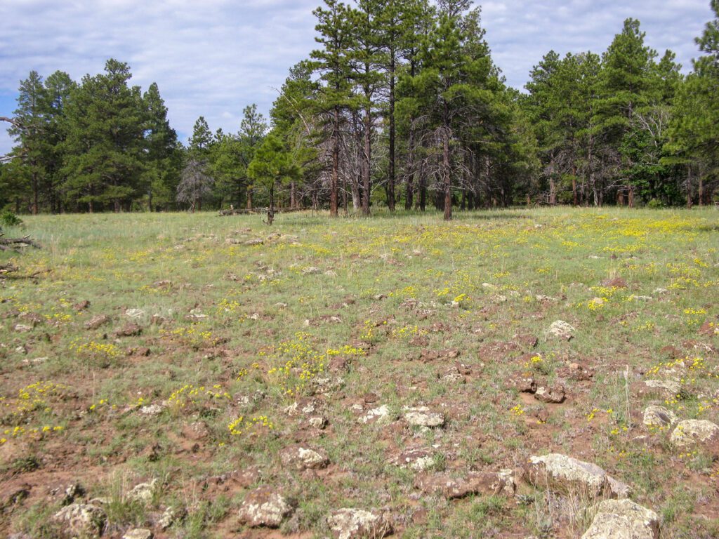 Sulphur-flower buckwheat plants growing with grasses in a forest opening in Arizona.