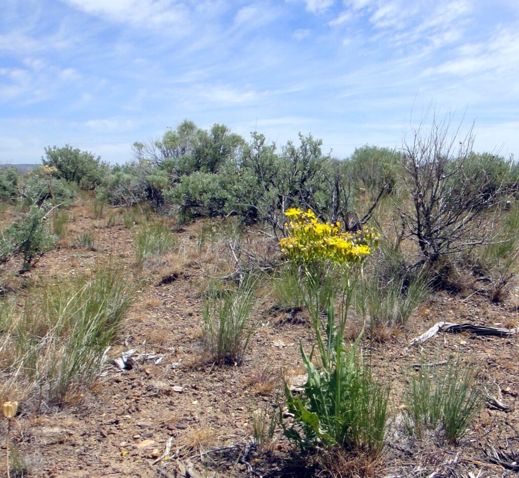 A flowering tapertip hawksbeard plant growing with big sagebrush and grasses.
