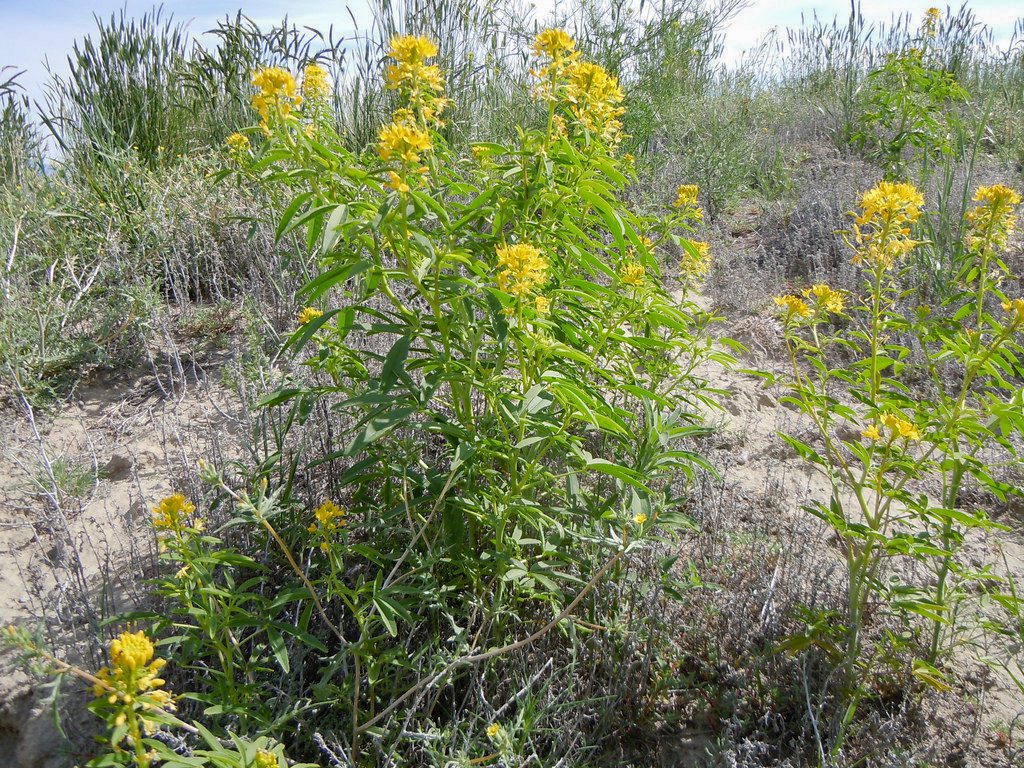 Yellow bee-plant growth habit showing the widely separated leaves and brush-like inflorescence.