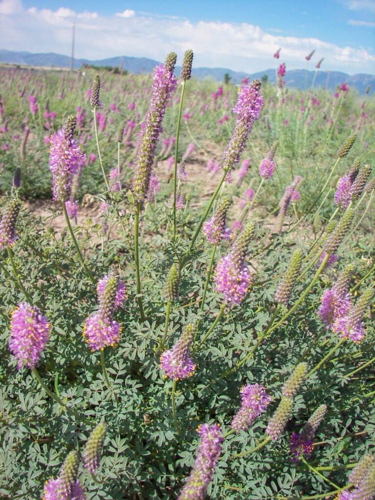 A field of Searls' prairie clover plants. Plants are at various stages of flowering, which occurs from the bottom to the top of the inflorescence.