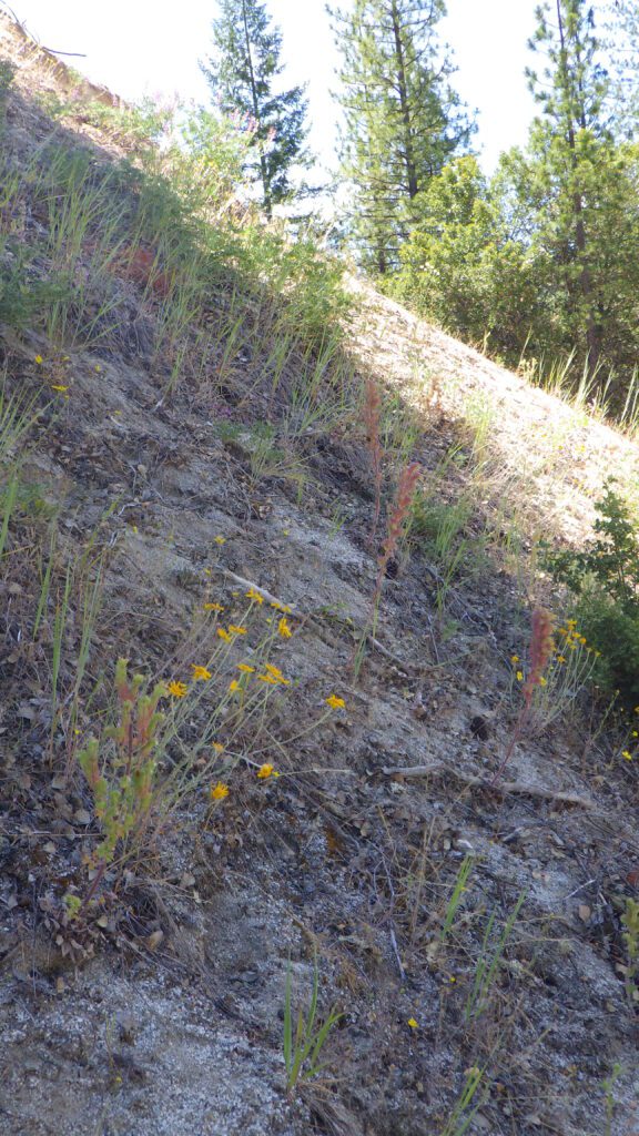 Common woolly sunflower growing on a slope with sparse vegetation beside a conifer forest.