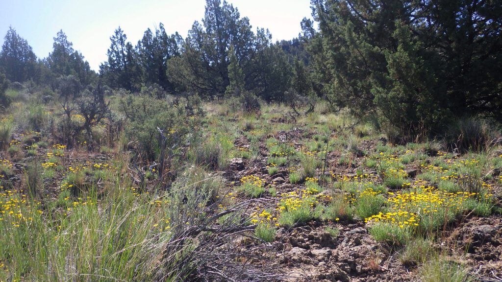 Desert yellow fleabane plants in bloom growing with grasses and sagebrush in a pinyon-juniper opening.