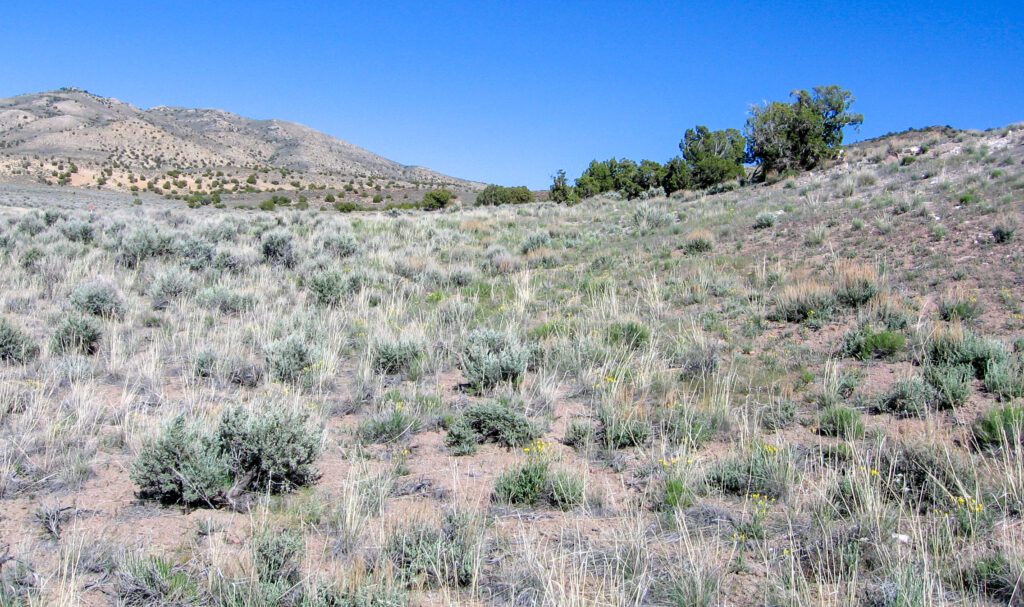 Scattered limestone hawksbeard plants growing in a big sagebrush community in Utah.