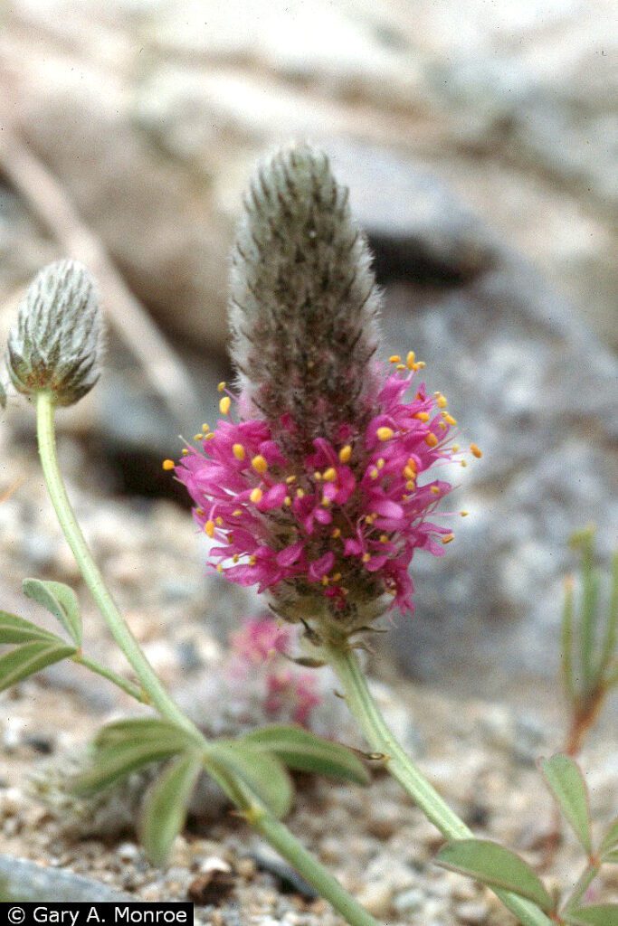 Blue Mountain prairie clover starting to flower. Tiny pink flowers at the base of the inflorescence.