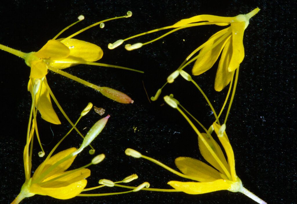 Yellow bee-plant flowers: Perfect flowers with stamens and stalked pistil (left) and staminate flowers (right).