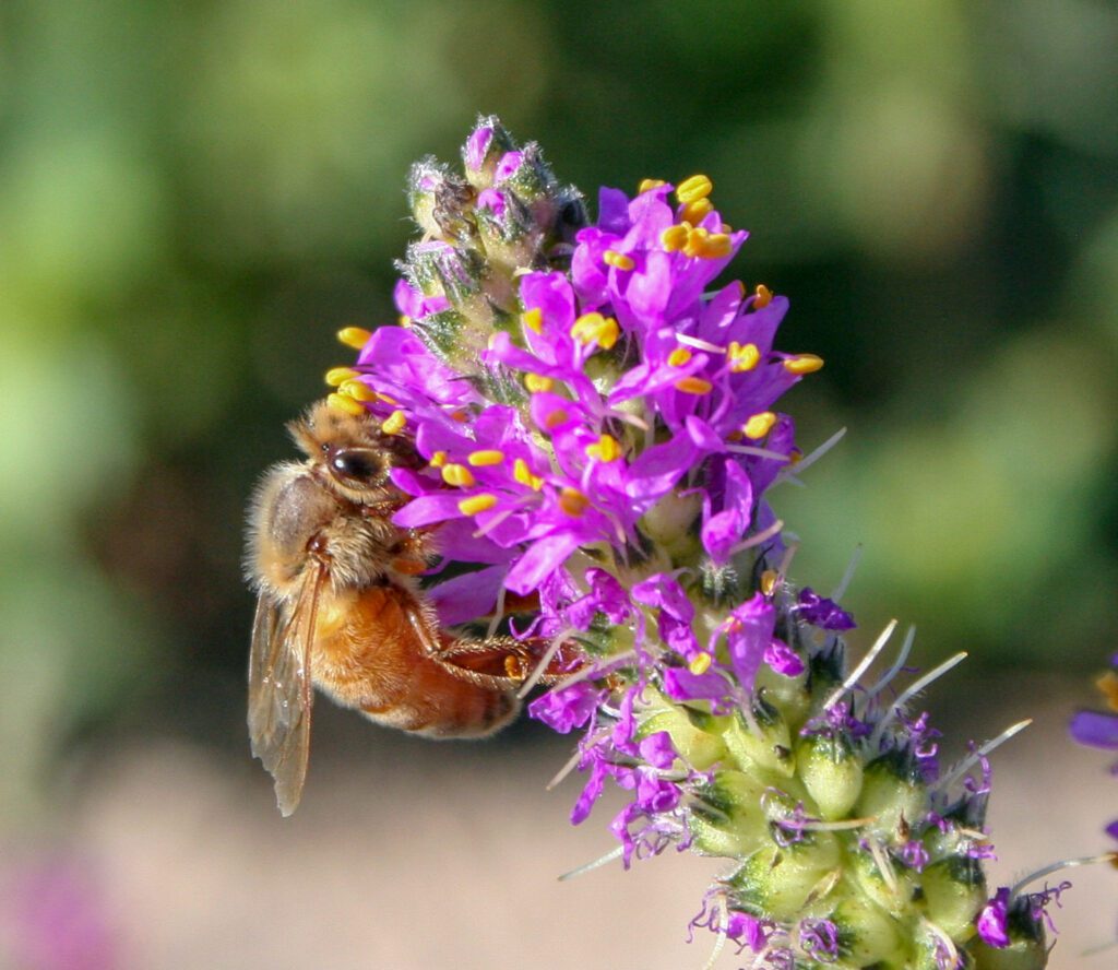 A honey bee pollinating at the very top of a Searls' prairie clover inflorescence, where the individual pink purple flowers are open.