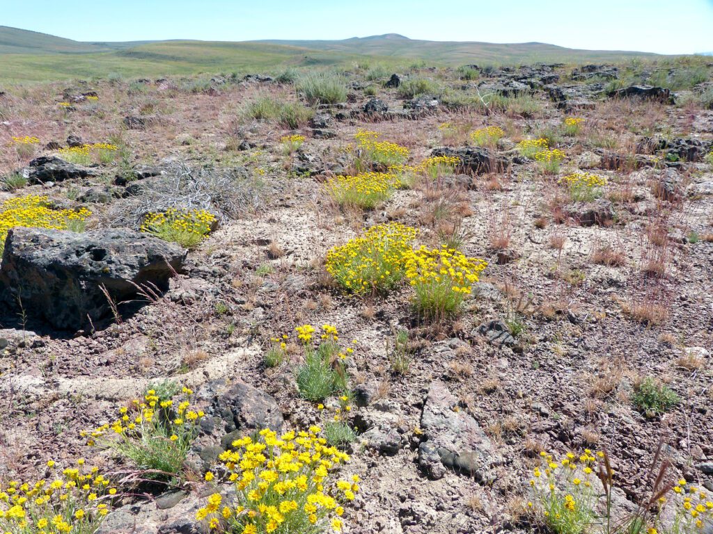 Desert yellow fleabane growing on a sparsely vegetated and very rocky site.