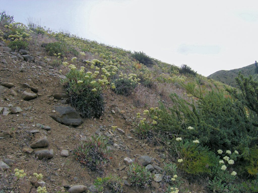 Parsnipflower buckwheat plants in flower growing in rocky soils. An abundance of bare ground.