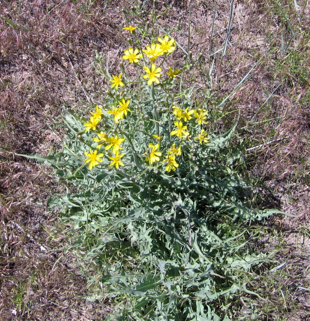 Limestone hawksbeard plant with lobed gray green leaves and yellow flowers.