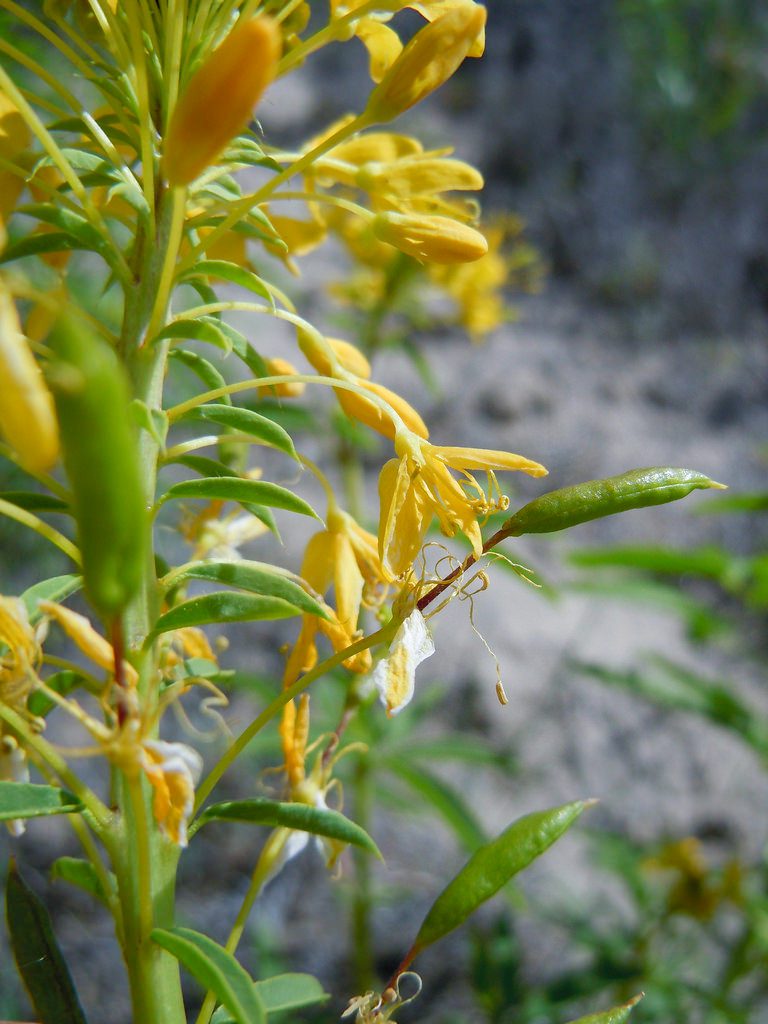 An indeterminate yellow bee-plant inflorescence with immature fruits near the base and progressively less mature flowers toward the apex.