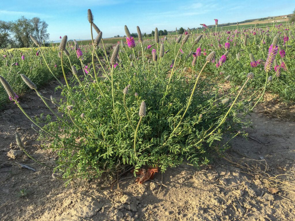 A field of Searls' prarie clover growing in rows. Some inflorescences without flowers open, the rest having flowers open at mid or low inflorescence level.