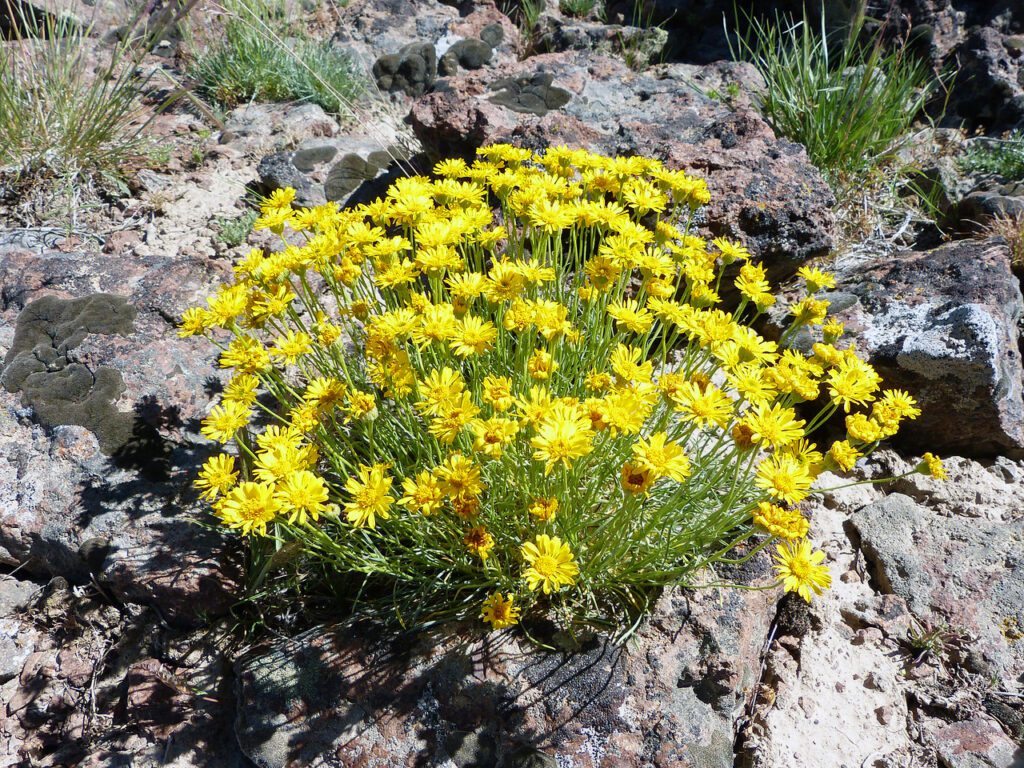 Single desert yellow fleabane plant. Plant has numerous leafy stems with flowers at the ends. Flowers have yellow petals and centers.