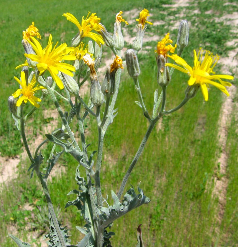 Close-up of limestone hawksbeard inflorescence at the ends of inflorescence branches are unopened flower buds, open flowers, and dried flowers.