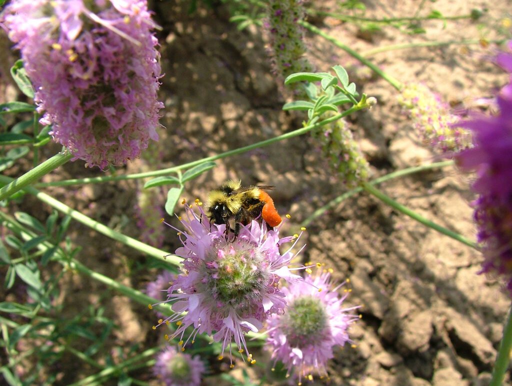 Bombus huntii bumblebee pollinating the tiny lavender flowers on Blue Mountain prairie clover.