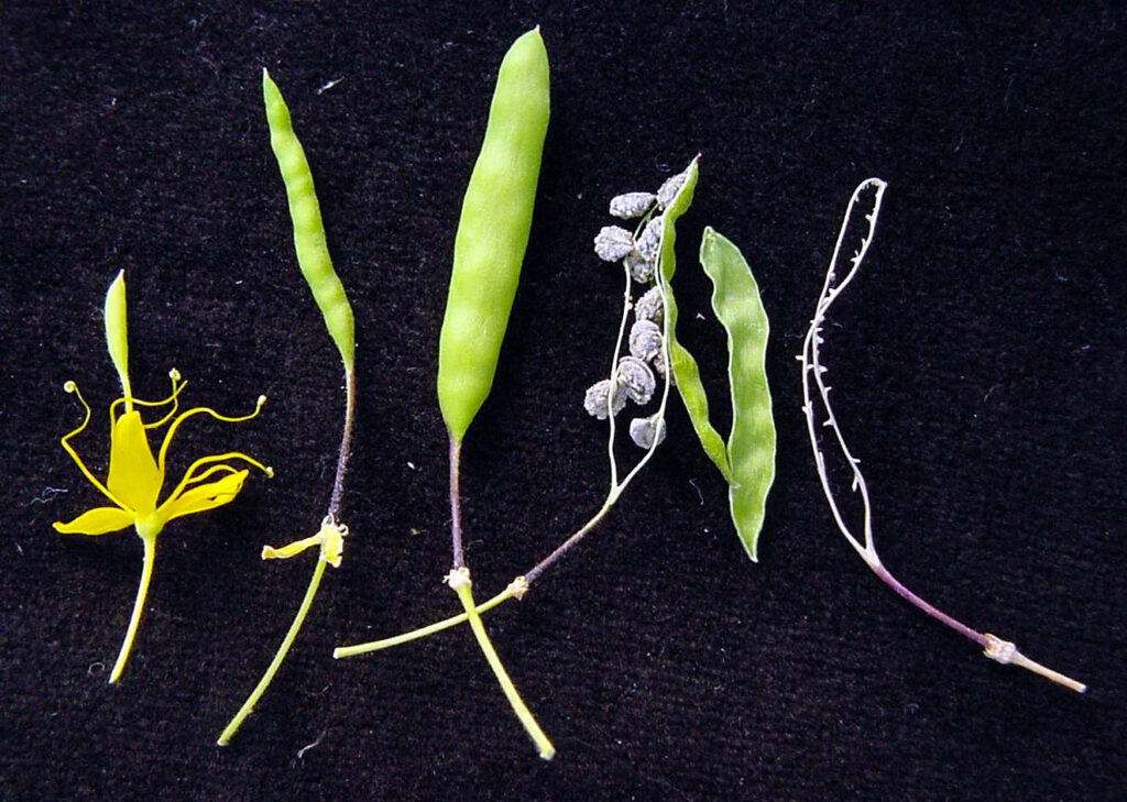 From left to right is a yellow bee plant flower (stamens longer than the petals); small immature seed pod that resembles a skinny, unfilled pea pod; a mature seed pod that resembles a mature, filled pea pod; a dehiscing seed pod with about 10 mature seeds exposed.