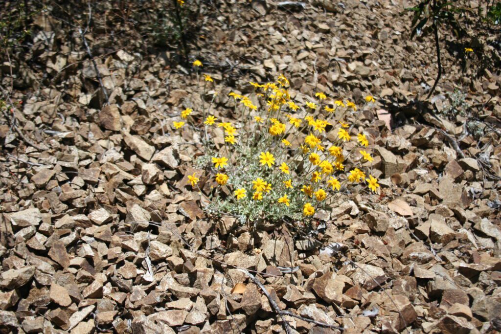 Flowering common woolly sunflower plant growing in a scree slope.