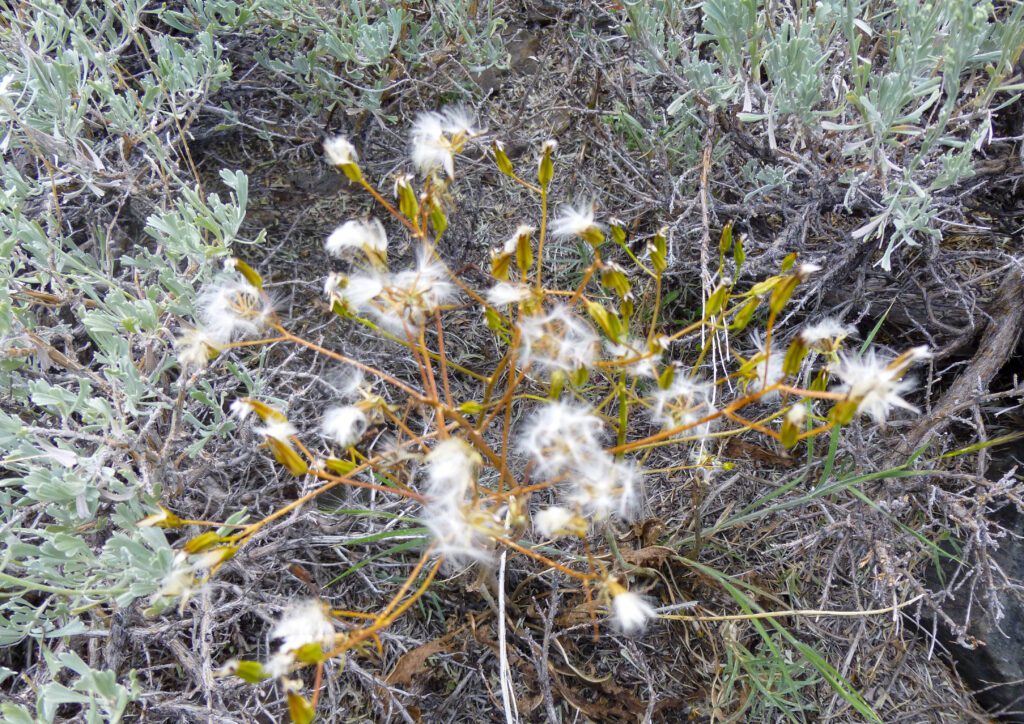 A senscing limestone hawksbeard plant, with shriveled leaves, and open seed heads with dandelion-like seeds dispersing.