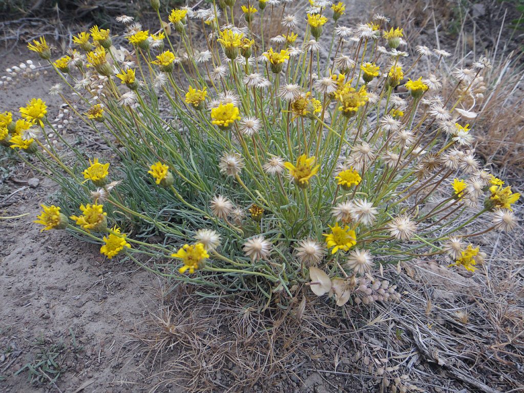 Desert yellow fleabane with about 50% of its flowers with dry petals and the rest with seed ready to disperse or already dispersed.