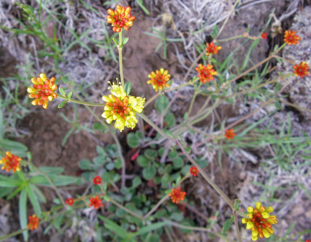 Sulphur-flower buckwheat inflorescences. The inflorescences shown are compound umbels with tiny individual flowers with yellow to red petals.