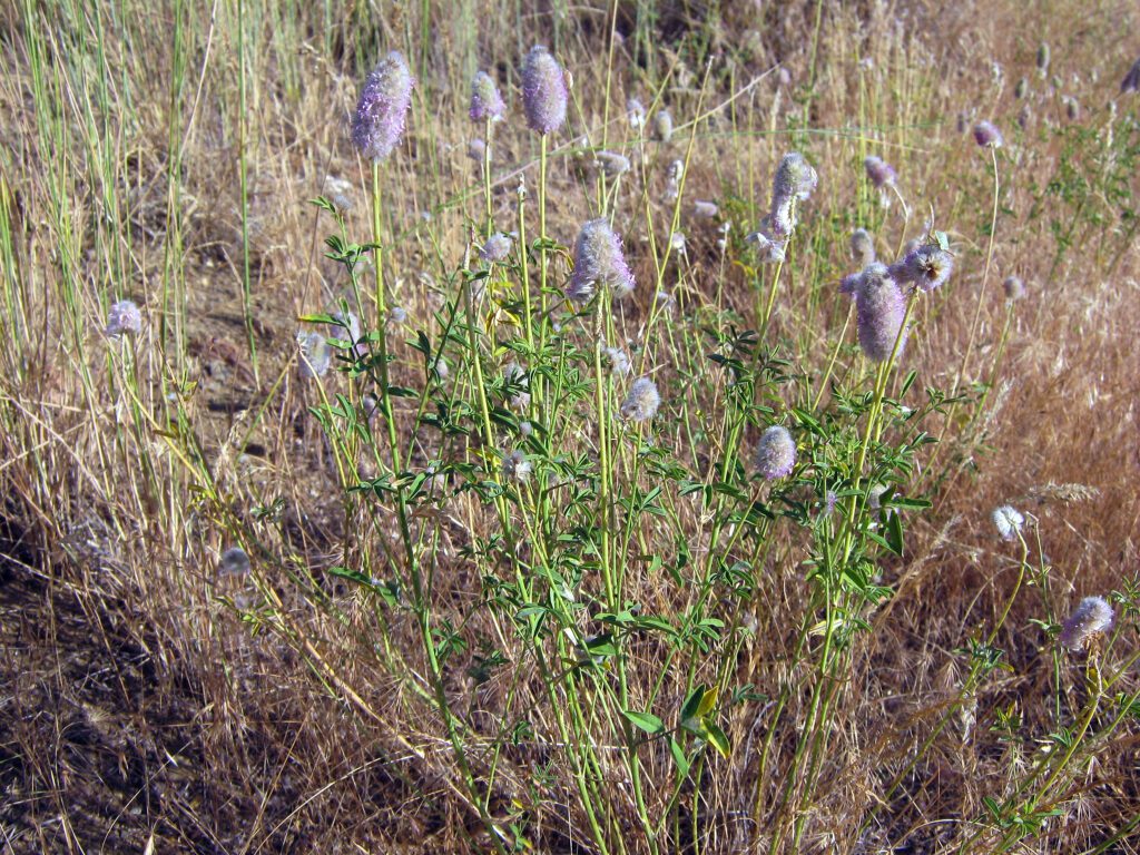Blue Mountain prairie clover plant with seed heads, flowers dry and fluffy looking.