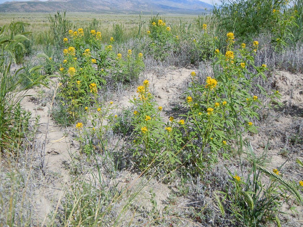 Yellow bee-plant growing on a weedy, early seral site.