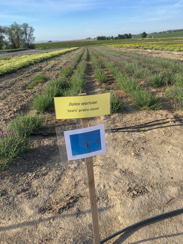 Searls' prairie clover plants growing in about 8 rows bordered by rows of other blooming forbs. The majority of Searl's prairie plants are in bloom.