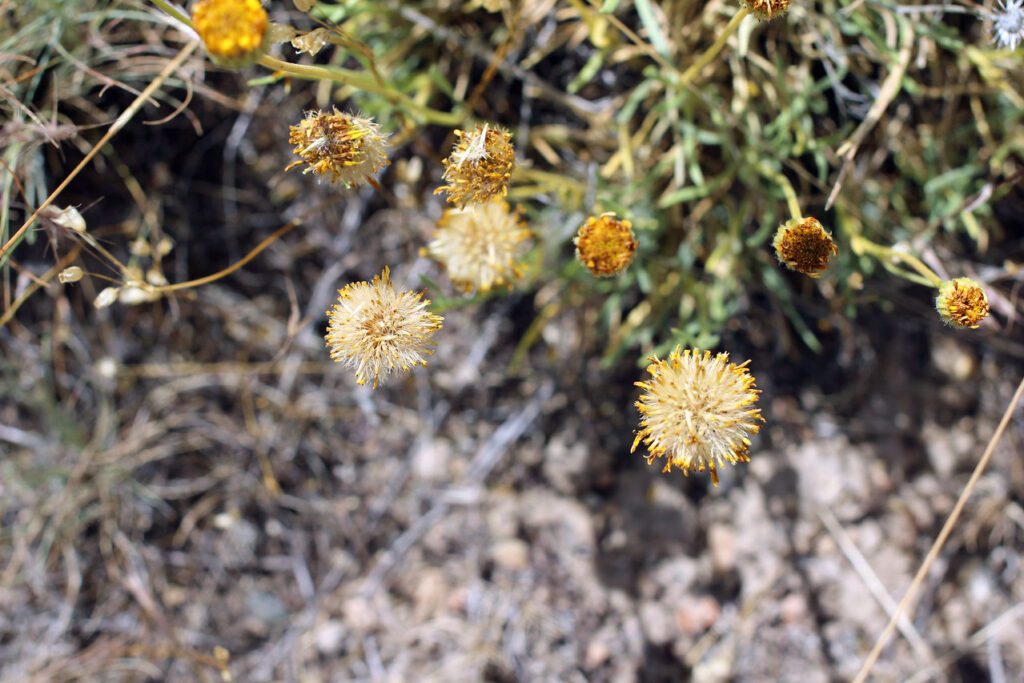 Desert yellow fleabane plant with 3 flowers just closing, 3 producing seed ready to disperse (pappi extended), 2 with partial seed dispersed.