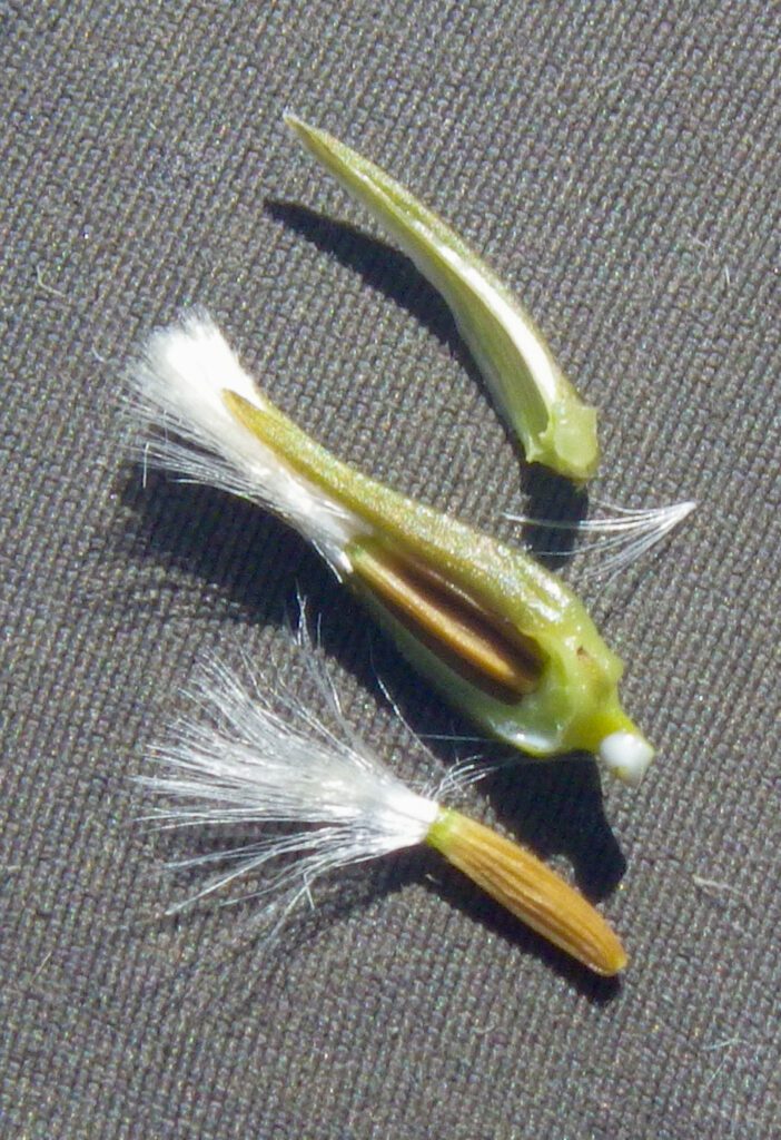 A dissected limestone hawksbeard seed head and an individual seed with is cylindrical, 1-2 cm long, with a fluffy white pappus.