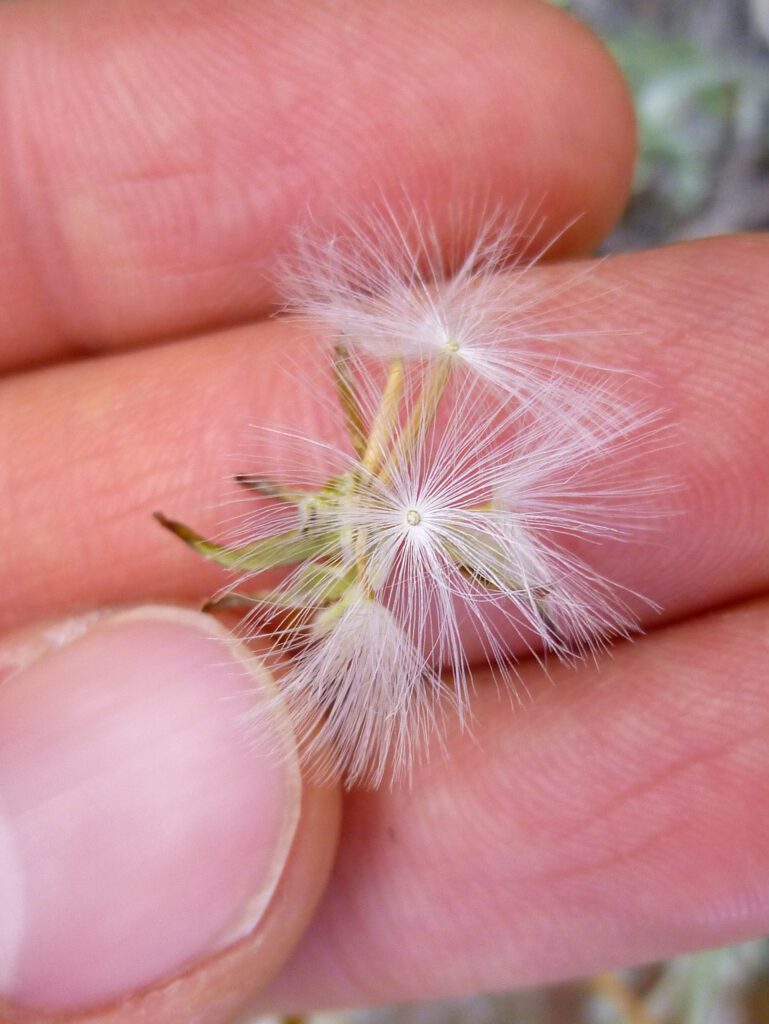 Several limestone hawksbeard seeds, with open pappi with numerous radiating white hairs.